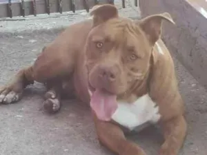 Cachorro raça Pit-Bull idade 4 anos nome TODDY