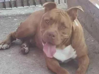 Cachorro raça Pit-Bull idade 4 anos nome TODDY