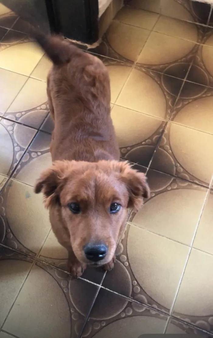 Cachorro raça Chow Chow idade 6 ou mais anos nome Juninho 