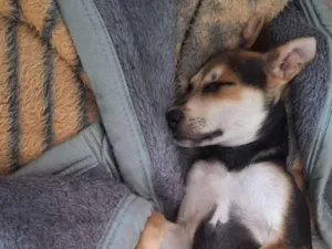 Cachorro raça SRD-ViraLata idade 2 a 6 meses nome Antônio 