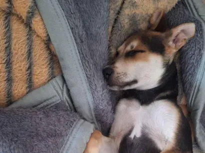 Cachorro raça SRD-ViraLata idade 2 a 6 meses nome Antônio 