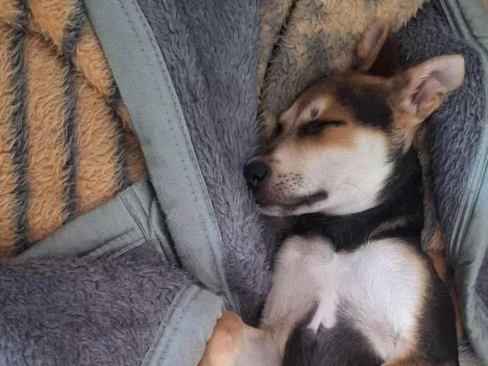 Cachorro raça SRD-ViraLata idade 2 a 6 meses nome Antônio 