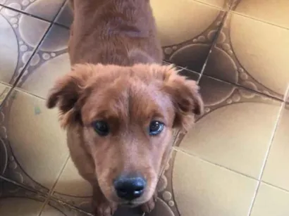 Cachorro raça Chow Chow idade 6 ou mais anos nome Juninho 