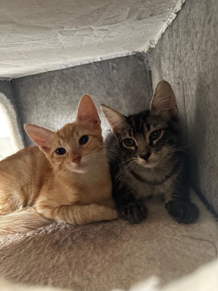 Gato raça SRD-ViraLata idade 2 a 6 meses nome Chico e cenoura