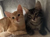 Gato raça SRD-ViraLata idade 2 a 6 meses nome Chico e cenoura