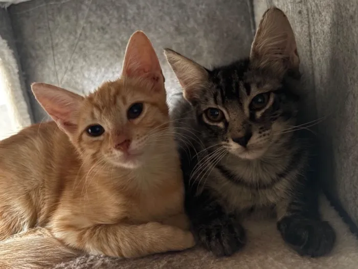 Gato raça SRD-ViraLata idade 2 a 6 meses nome Chico e cenoura