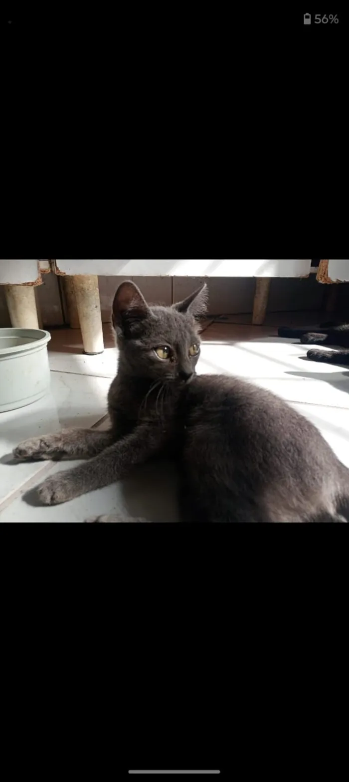 Gato raça SRD-ViraLata idade 1 ano nome ANDRESSA FELIPE SOUZA