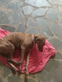 Cachorro raça SRD-ViraLata idade 2 anos nome Jade 
