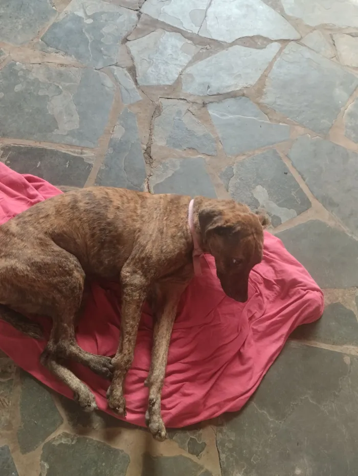 Cachorro raça SRD-ViraLata idade 2 anos nome Jade 