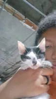 Gato raça SRD-ViraLata idade 7 a 11 meses nome Napoleão 