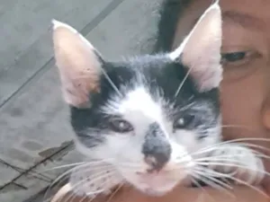 Gato raça SRD-ViraLata idade 7 a 11 meses nome Napoleão 