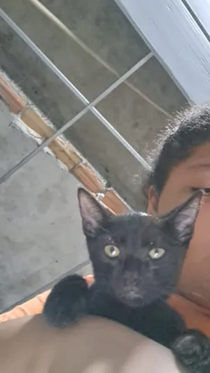 Gato raça SRD-ViraLata idade 7 a 11 meses nome Bartolomeu 