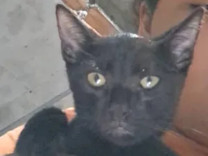 Gato raça SRD-ViraLata idade 7 a 11 meses nome Bartolomeu 