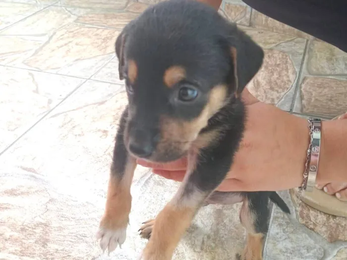 Cachorro raça SRD-ViraLata idade 2 a 6 meses nome Duck