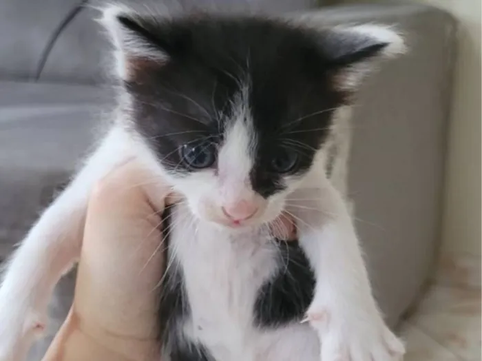 Gato raça SRD-ViraLata idade Abaixo de 2 meses nome Sem nome