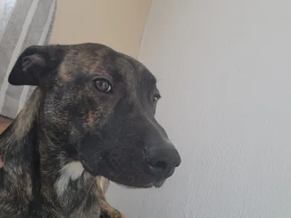 Cachorro raça SRD-ViraLata idade 7 a 11 meses nome Logan