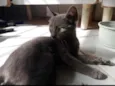 Gato raça SRD-ViraLata idade 1 ano nome ANDRESSA FELIPE SOUZA