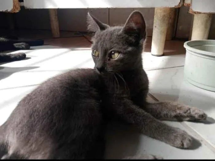 Gato raça SRD-ViraLata idade 1 ano nome ANDRESSA FELIPE SOUZA