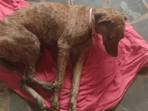 Cachorro raça SRD-ViraLata idade 2 anos nome Jade 