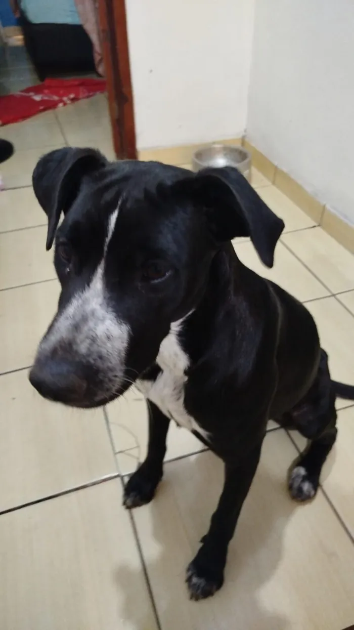 Cachorro raça SRD-ViraLata idade 2 a 6 meses nome Grabiela 