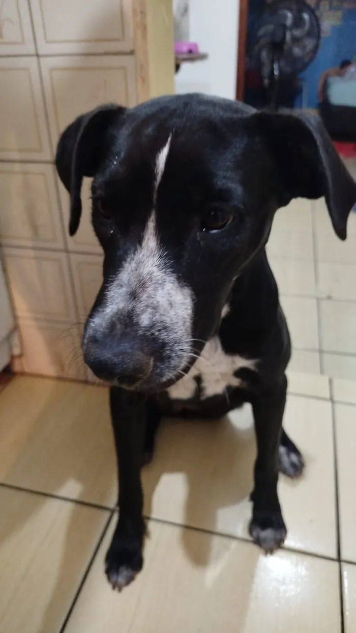 Cachorro raça SRD-ViraLata idade 2 a 6 meses nome Grabiela 