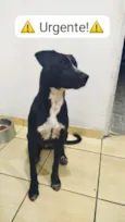 Cachorro raça SRD-ViraLata idade 2 a 6 meses nome Grabiela 