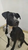 Cachorro raça SRD-ViraLata idade 2 a 6 meses nome Grabiela 
