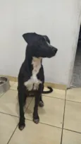 Cachorro raça SRD-ViraLata idade 2 a 6 meses nome Grabiela 
