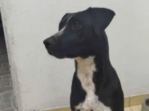 Cachorro raça SRD-ViraLata idade 2 a 6 meses nome Grabiela 