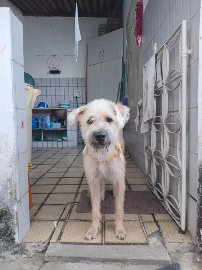 Cachorro raça SRD-ViraLata idade 2 anos nome Chico