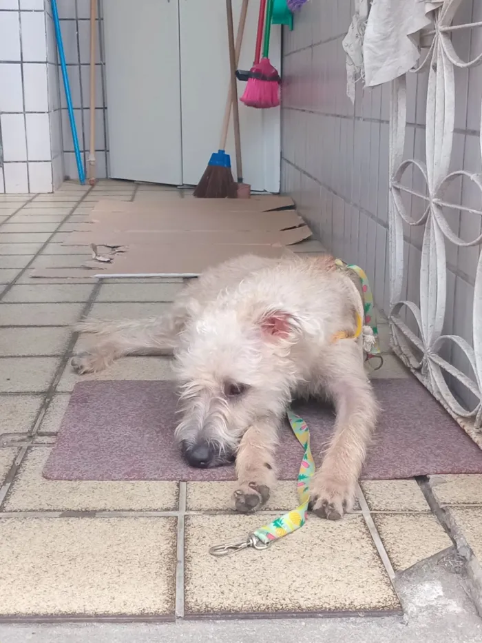 Cachorro raça SRD-ViraLata idade 2 anos nome Chico