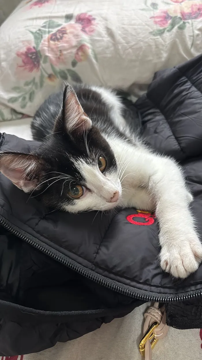 Gato raça SRD-ViraLata idade 2 a 6 meses nome Jason Todd