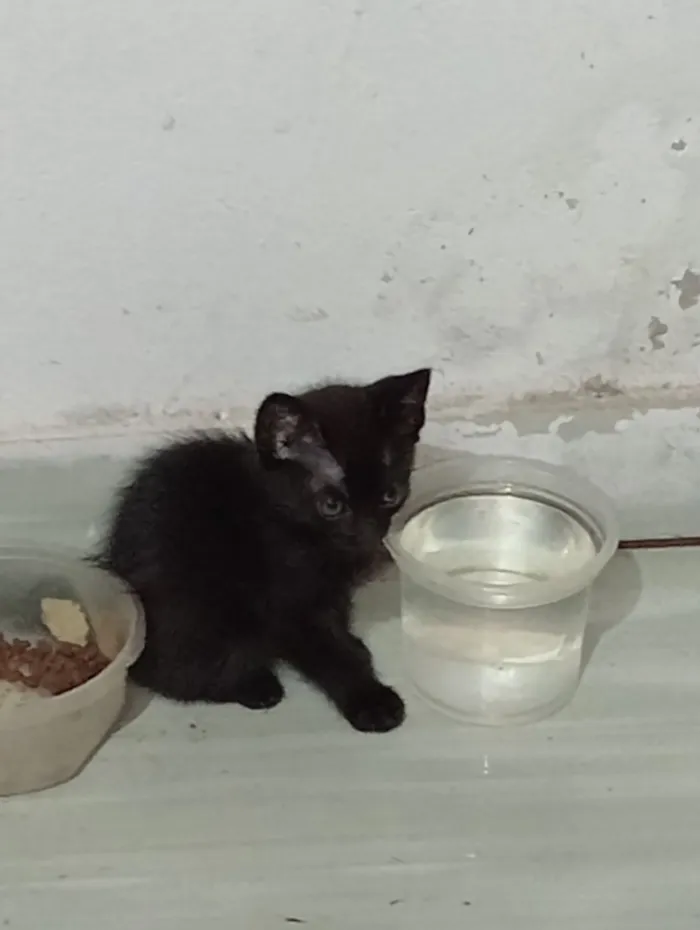 Gato raça SRD-ViraLata idade 2 a 6 meses nome Pinta Branca