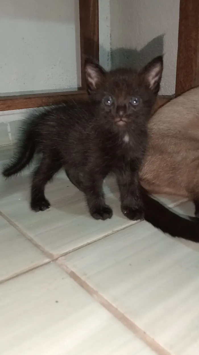 Gato raça SRD-ViraLata idade 2 a 6 meses nome Pinta Branca