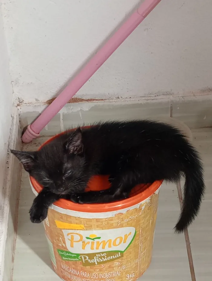 Gato raça SRD-ViraLata idade 2 a 6 meses nome Pinta Branca