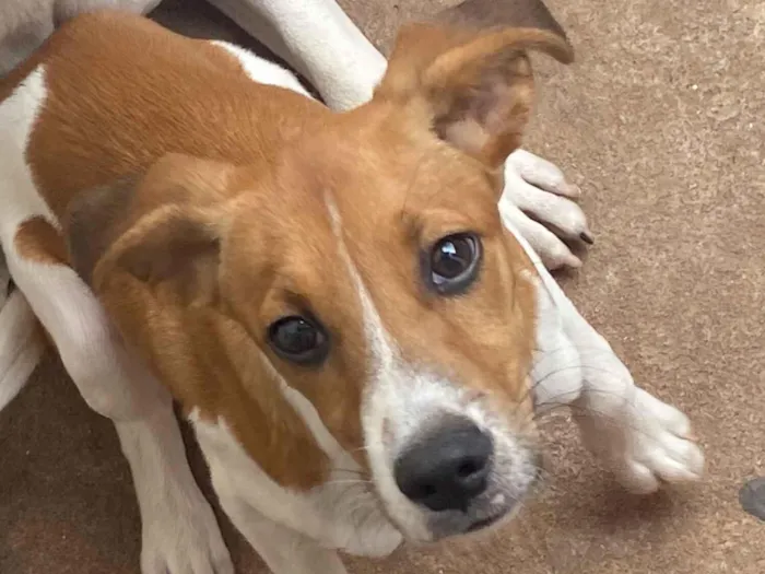 Cachorro raça SRD-ViraLata idade 2 a 6 meses nome Francisco 