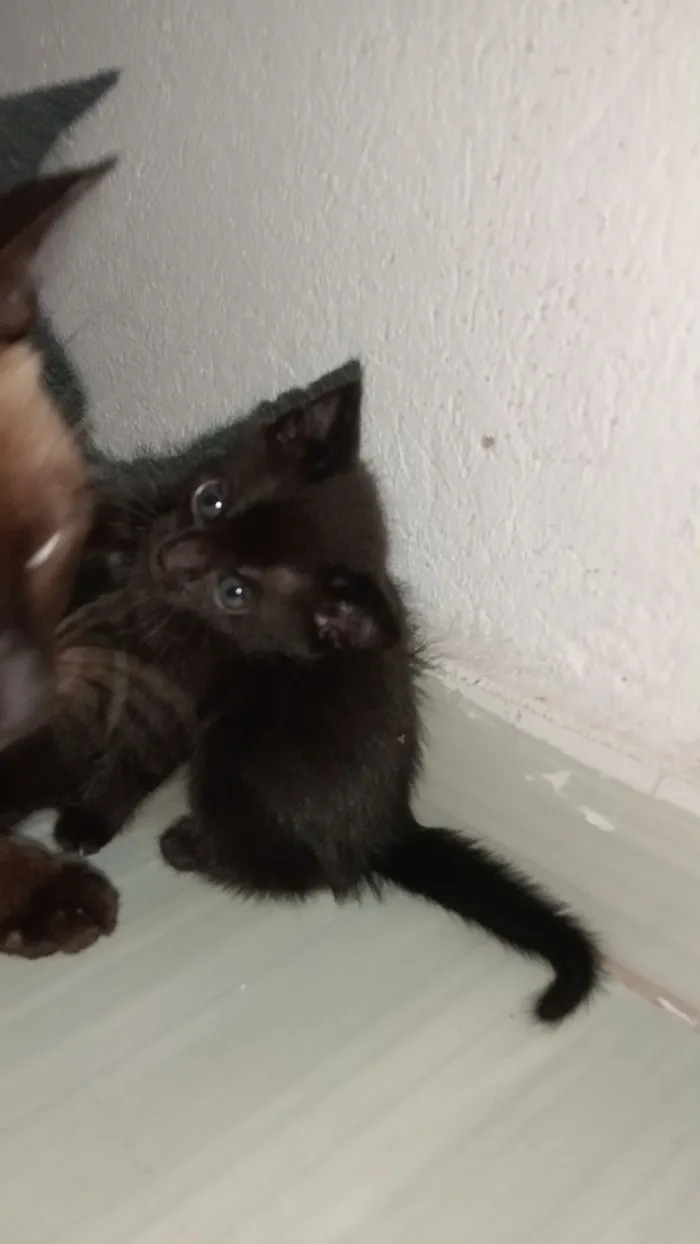 Gato raça SRD-ViraLata idade 2 a 6 meses nome Pretinha