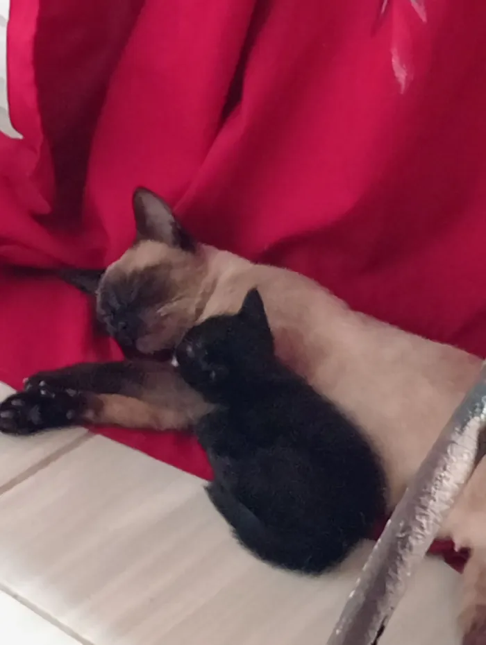 Gato raça SRD-ViraLata idade 2 a 6 meses nome Pretinha