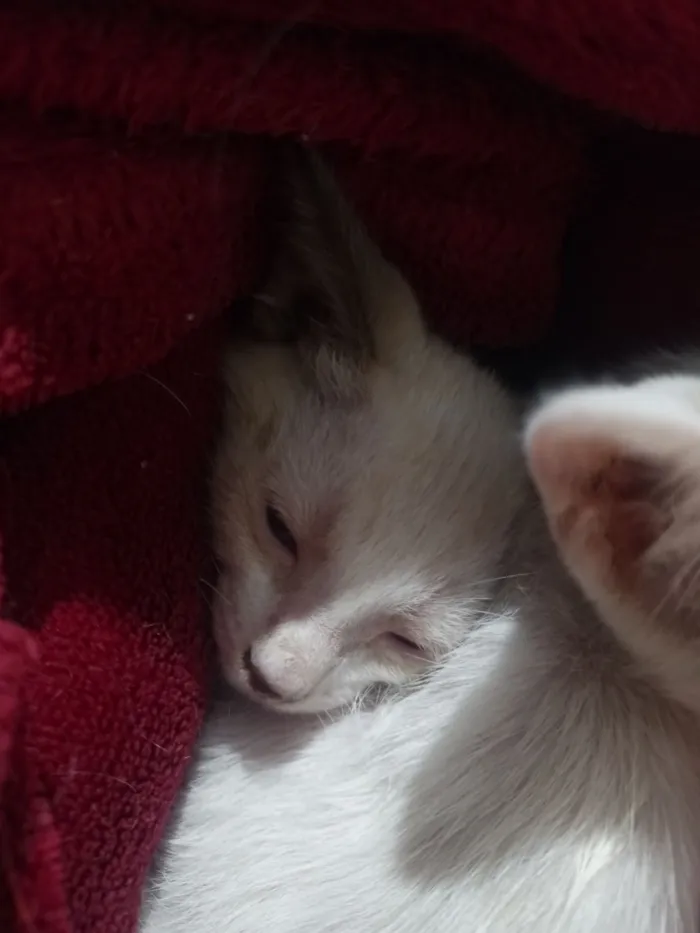 Gato raça SRD-ViraLata idade Abaixo de 2 meses nome Petúnia 