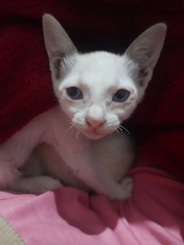 Gato raça SRD-ViraLata idade Abaixo de 2 meses nome Petúnia 