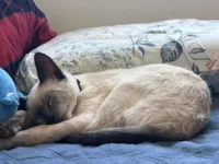 Gato raça Siamês idade 7 a 11 meses nome Richard Grason