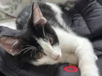 Gato raça SRD-ViraLata idade 2 a 6 meses nome Jason Todd