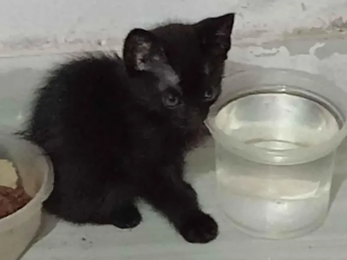 Gato raça SRD-ViraLata idade 2 a 6 meses nome Pinta Branca