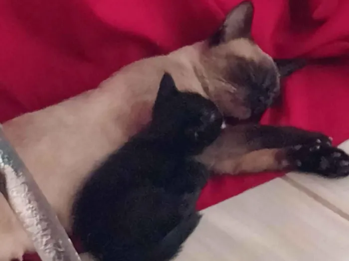 Gato raça SRD-ViraLata idade 2 a 6 meses nome Pretinha