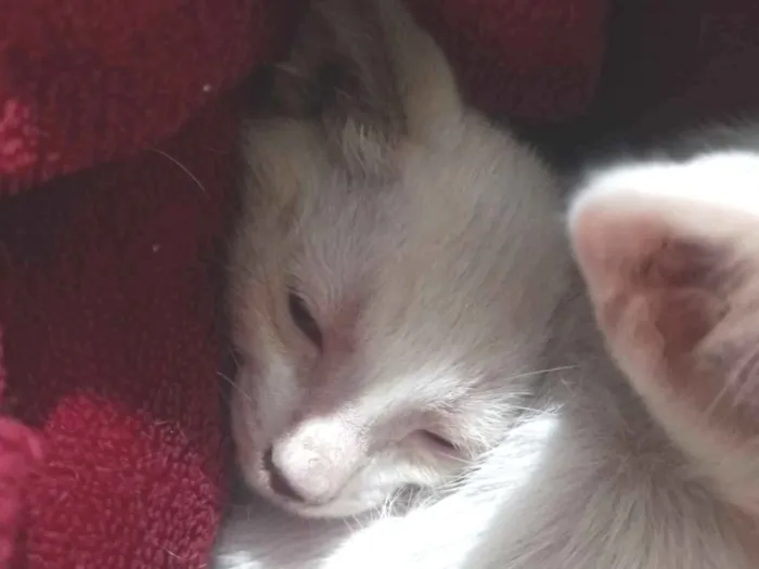 Gato raça SRD-ViraLata idade Abaixo de 2 meses nome Petúnia 