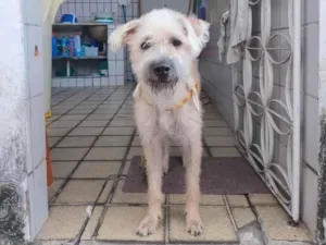 Cachorro raça SRD-ViraLata idade 2 anos nome Chico