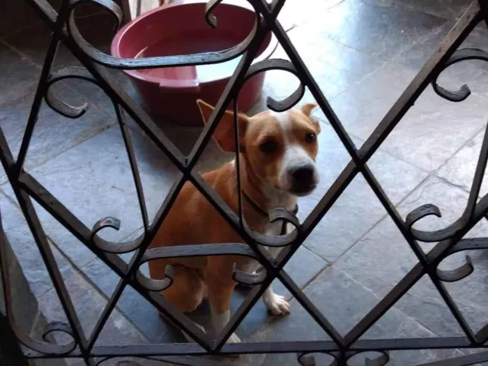 Cachorro raça SRD-ViraLata idade 4 anos nome Rex e Totó