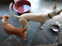 Cachorro raça SRD-ViraLata idade 4 anos nome Rex e Totó