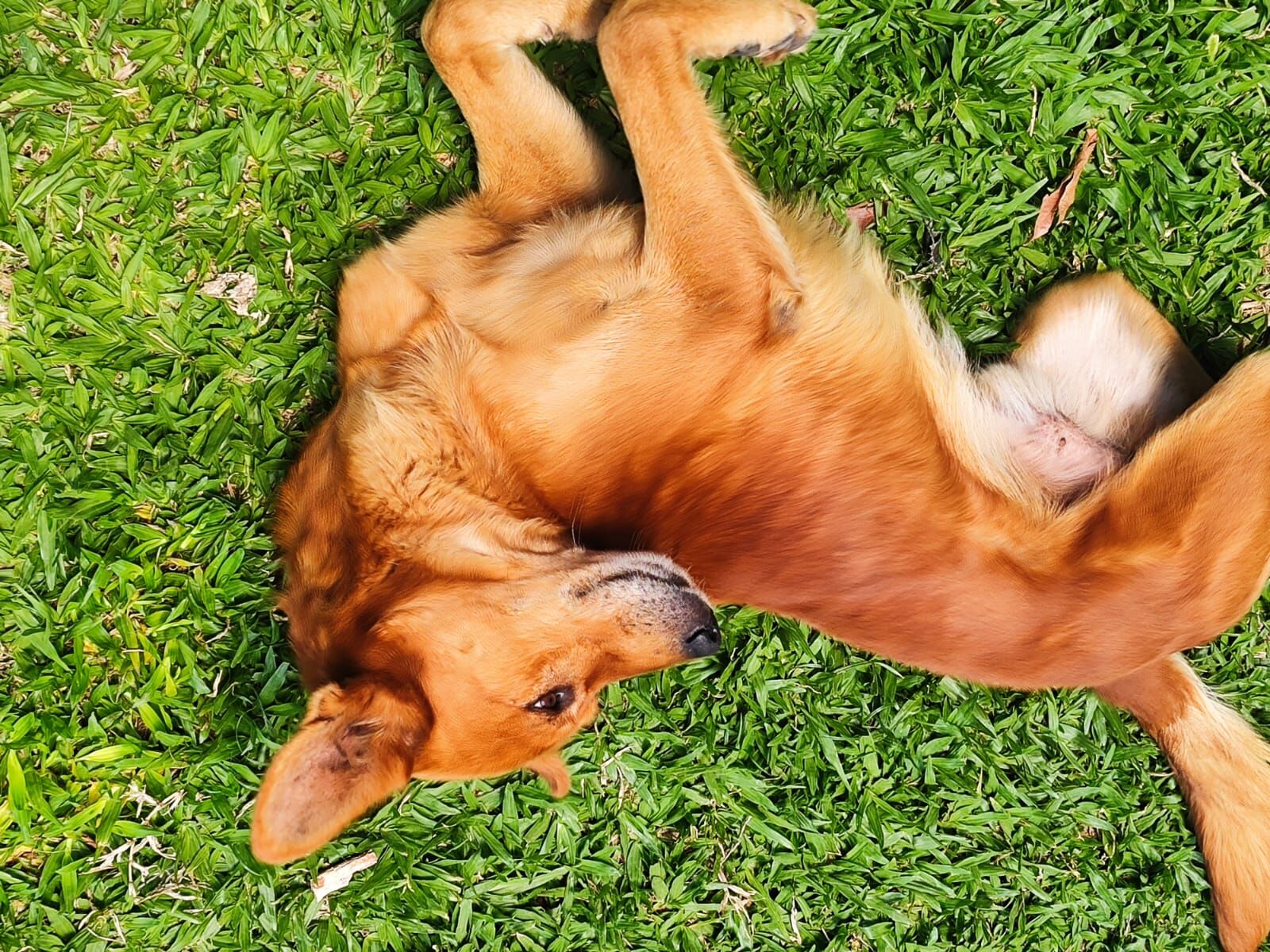 Cachorro raça SRD-ViraLata idade 5 anos nome Leon