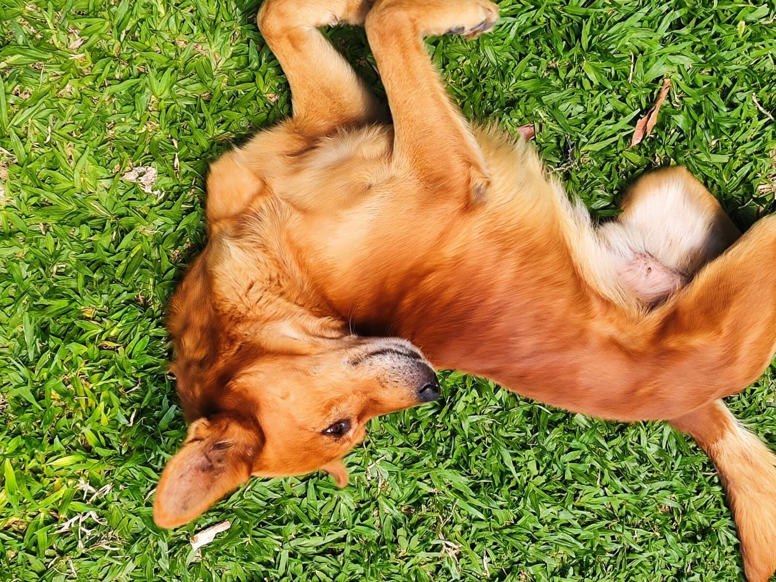 Cachorro raça SRD-ViraLata idade 5 anos nome Leon